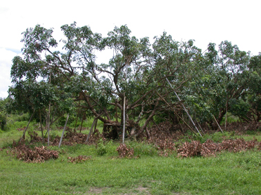 longan-pruning-in-august-72.jpg